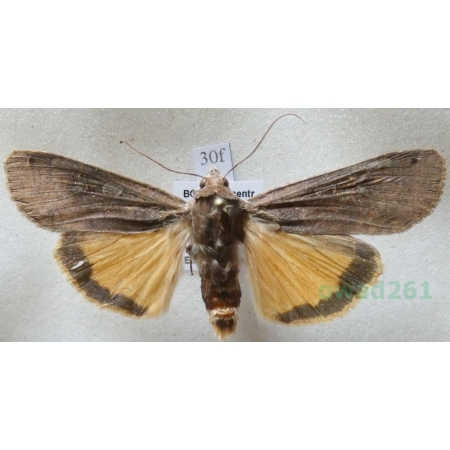 Noctua pronuba (Linnaeus, 1758) Rolnica tasiemka Czech30f